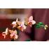 LEGO Botanicals 10343 Mini orchidea
