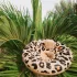 Swim Essentials baba úszógumi - Beige Leopard