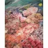 Moulin Roty - A világ körül - Puzzle - kirakó - Korallzátony - 1000 db