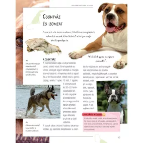 Legjobb barátunk, a kutya