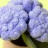 Jellycat plüss - Hortenzia