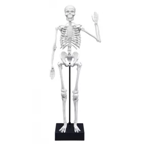   BUKI Tudományos készlet - Összeépíthető emberi csontváz - 45 cm