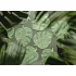 Monstera levél formájú szalvéták - 29 -1 × 36 cm - zöld - 12 db/csomag