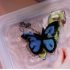 Tuban Tubi Jelly készlet figura készítő szett - Bogarak