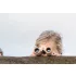 Zoofamily Zoo Friends Gyerek távcső - Őz