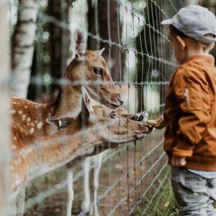 12 izgalmas gyereknapi program